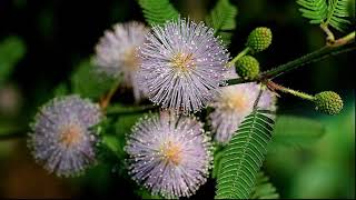 ❀ Мимоза стыдливая (Mimosa pudica).  Выращивание в домашних условиях. Полезные свойства.