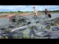 Rice Field Wonders: A Fisherman&#39;s Amazing Hand Fishing Skills for Catching Abundant Catfish!