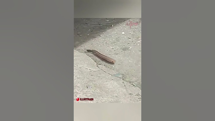 🔴 IKAN CHANNA KE SASAR Saat banjir 🤣🤣🤣 Di tangkap atau di biarin?😁😁😁 #ikanchanna #heboh #viralvideo