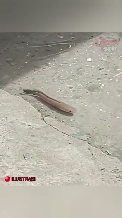 🔴 IKAN CHANNA KE SASAR Saat banjir 🤣🤣🤣 Di tangkap atau di biarin?😁😁😁 #ikanchanna #heboh #viralvideo
