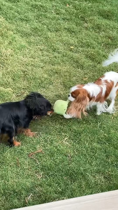 cute dog playing fetch until her brother steps in - YouTube