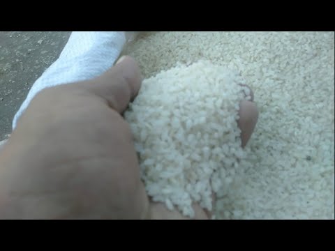 سعر الارز الرفيع والعريض اليوم سعر الارز الشعير اليوم سعر الارز سعر الارز البسمتي سعر طن الارز