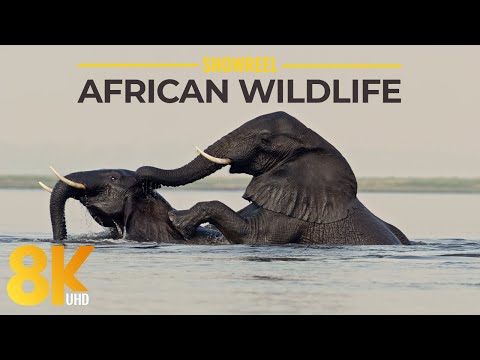 Video: Out of Africa Wildlife Park Khu bảo tồn động vật hoang dã ở Arizona