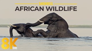 8K Amazing Wildlife of National Parks &amp; Reserves of South Africa - 2023 Showreel from Robert Hofmeyr