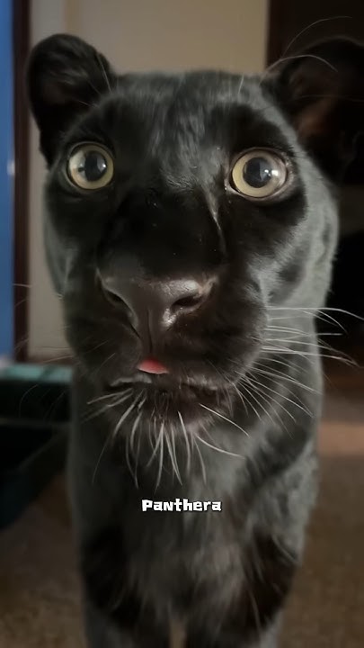 Black panther #cute #animals - YouTube