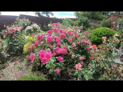 Vídeo: Com Allargar La Floració De Les Dàlies