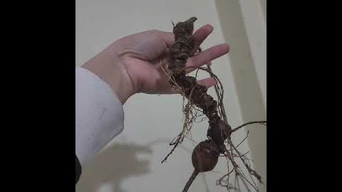 #sâm_ngọc_linh_rừng lên củ sâm rừng già đẹp nặng 60gam dài hơn 20cm 20 năm tuổi  #sâm_ngọc_linh_rừng