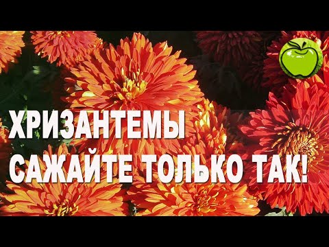 Video: Хризантеманы кышкысын сыртта сактайбыз