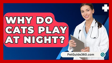 Why Do Cats Play at Night? - PetGuide360.com