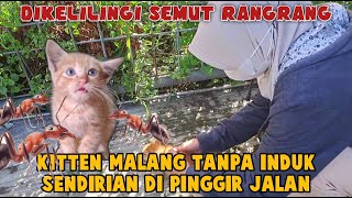 Menemukan Kitten Orange yang Dikerumuni Semut Api by Bubu Story The Cat 4,539 views 3 months ago 10 minutes, 13 seconds