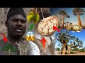 Importantelhadji malick gueye par dvoile les bienfaits cachs dans le baobab africain