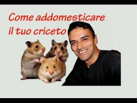 Video: Come Addestrare Il Tuo Criceto A Fare La Ruota?