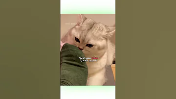 قطوس صار أعمى دبلجة مضحكة ضحك اكسبلور السعودية My Kingo كوميديا Funny دوبلاج قطط Cat 