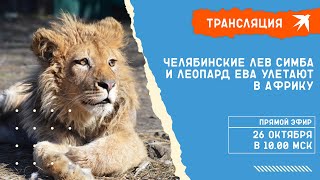 Челябинские лев Симба и леопард Ева улетают в Африку