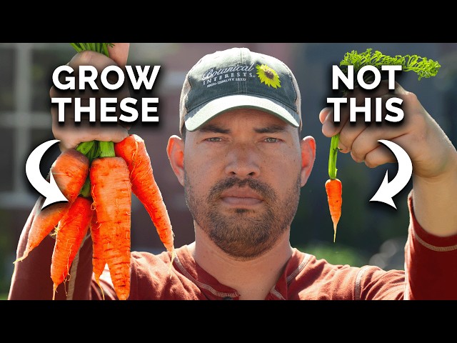 Watch This BEFORE You Plant Carrots 🥕 class=