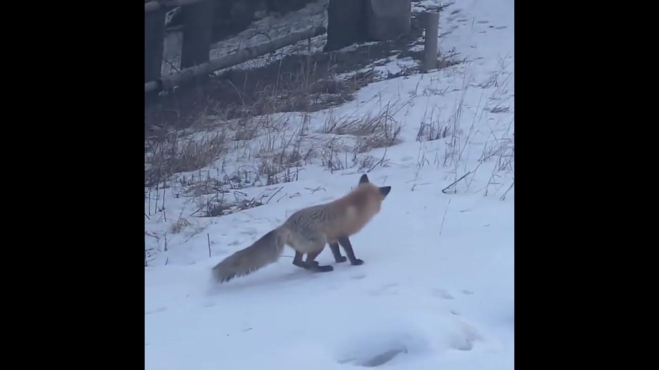 Охота на лисицу спид ап. Лиса ныряет в снег. Лиса в Выборгском районе. Лиса мышкует зимой. Лиса на охоте.