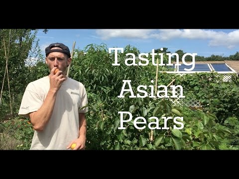 Video: Čo je ázijská hruška Chojuro – prečítajte si o pestovaní ázijských hrušiek Chojuro