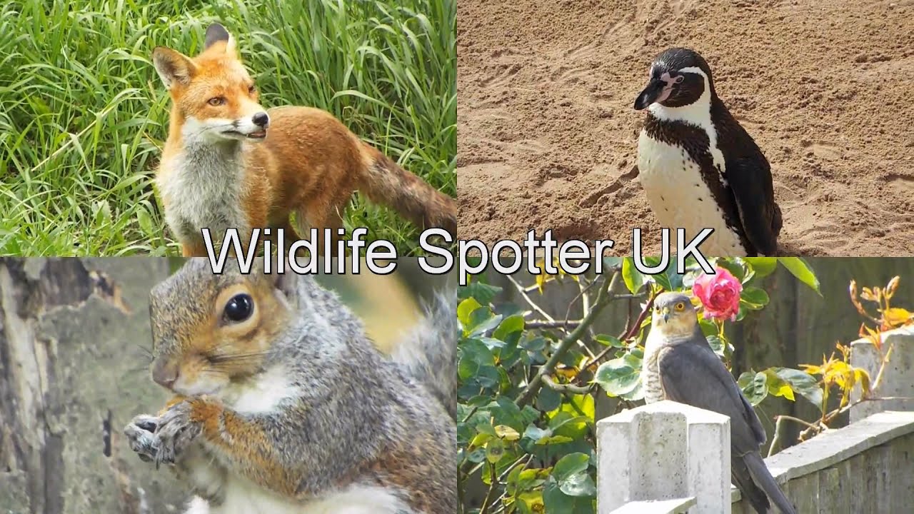 Weirdest Garden Visitor We've Had.