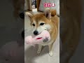 愛犬に「可愛いね」と伝えたら... #shorts #愛犬