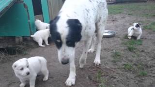 Akela -Baktek 30 Days