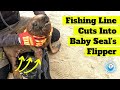 Fishing Line Cuts Into Baby Seal&#39;s Flipper