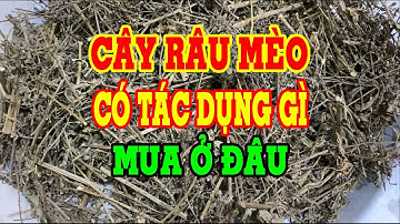 Cây râu mèo - Cây râu mèo có tác dụng gì - Mua cây râu mèo ở đâu