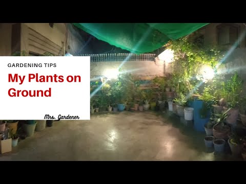 Video: Plant 'n Tamatie In Oop Grond