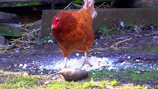 HW100 RAT PEST CONTROL PART SEVEN