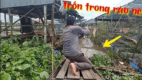 Vượt rào câu cá mùa nước đổ câu cá tra, cá dồ đém, cá trê, cá rô phi T 299