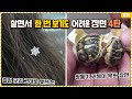 살면서 한 번 보기도 어려운 신기한 장면들 4탄