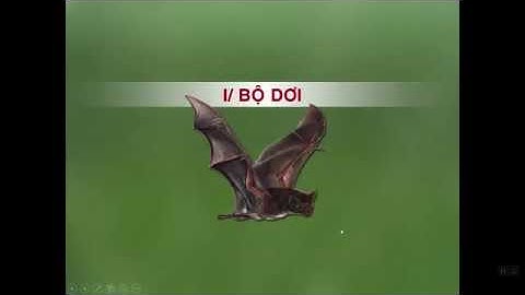 SINH 7 - BÀI 49: ĐA DẠNG CỦA LỚP THÚ (TT) BỘ DƠI VÀ BỘ CÁ VOI