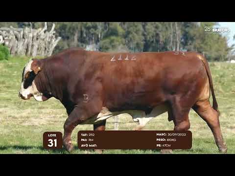 LOTE 31 MACHO