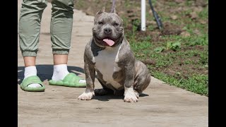 5 MONTHS OLD MALE FOR SALE/SON MR.CUB & NASA/THIS BOY IS AMAIZING VERY STRONG AND BEAUTIFUL/ABKC