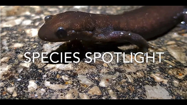 Species Spotlight: Jefferson Salamander