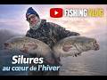 Silures au cœur de l'hiver