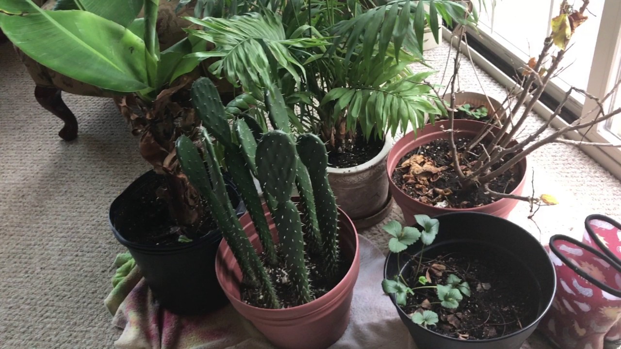 How Grow Tropical Plants In The Winter 2016-2017: 1/24/17