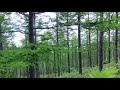 軽井沢の森に響く:旅の音景色