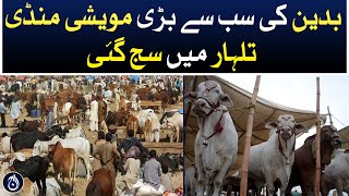 Largest cattle market in Badin, Talhar, has been decorated - Aaj News