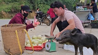 Train smart piglets, harvest melons and sell them to earn extra money to build houses