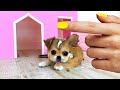 Rescued the smallest pet !! Building a NEW Amazing HOUSE for Pets