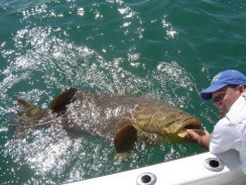 watershed Amazing Giant big Fish Action Fishing!