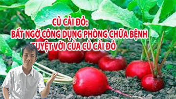 Củ Cải Đỏ: Bất ngờ công dụng phòng chữa bệnh tuyệt vời của củ cải đỏ