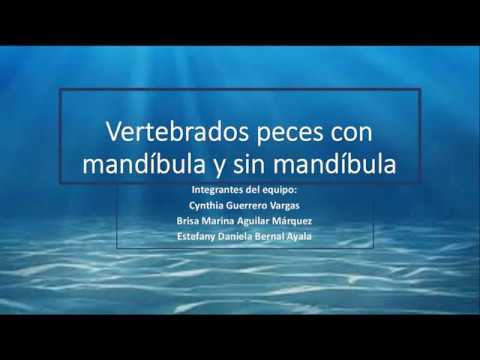 Vertebrados peces con mandíbula y sin mandíbula hqdefault