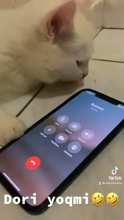 Mushuk Najim 2022#najim #cat #prikol #najimmushuk #tiktokvideo #azikboom