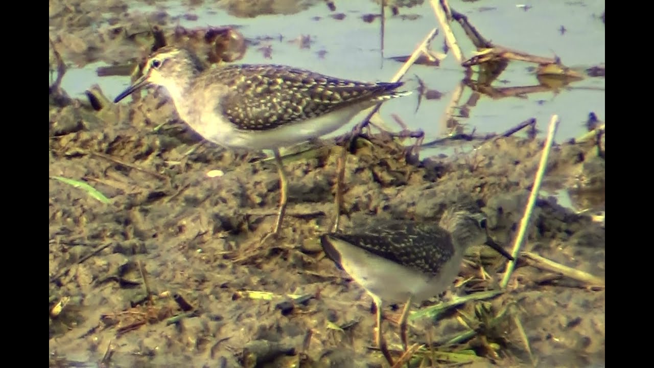 2 Wood Sandpipers_ shaping apparently different sizes.