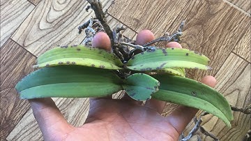 Video 665 ngày 29/12 có Nghinh Xuân (đai châu – ngọc điểm) buôn đôn | SĐT 0981052175