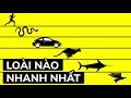 Loài động vật sống nào nhanh nhất trên thế giới?