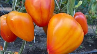 Обзор сортов томатов 2022