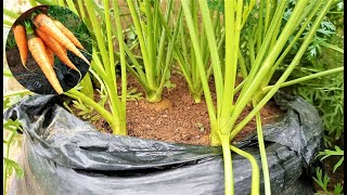 How to grow CARROTS in plastic bags | Seed to Harvest
