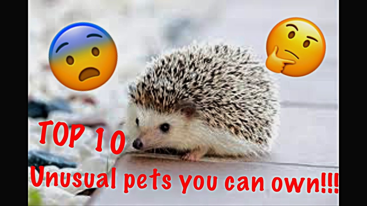 Top 10 unusual pets you can own!!! - YouTube